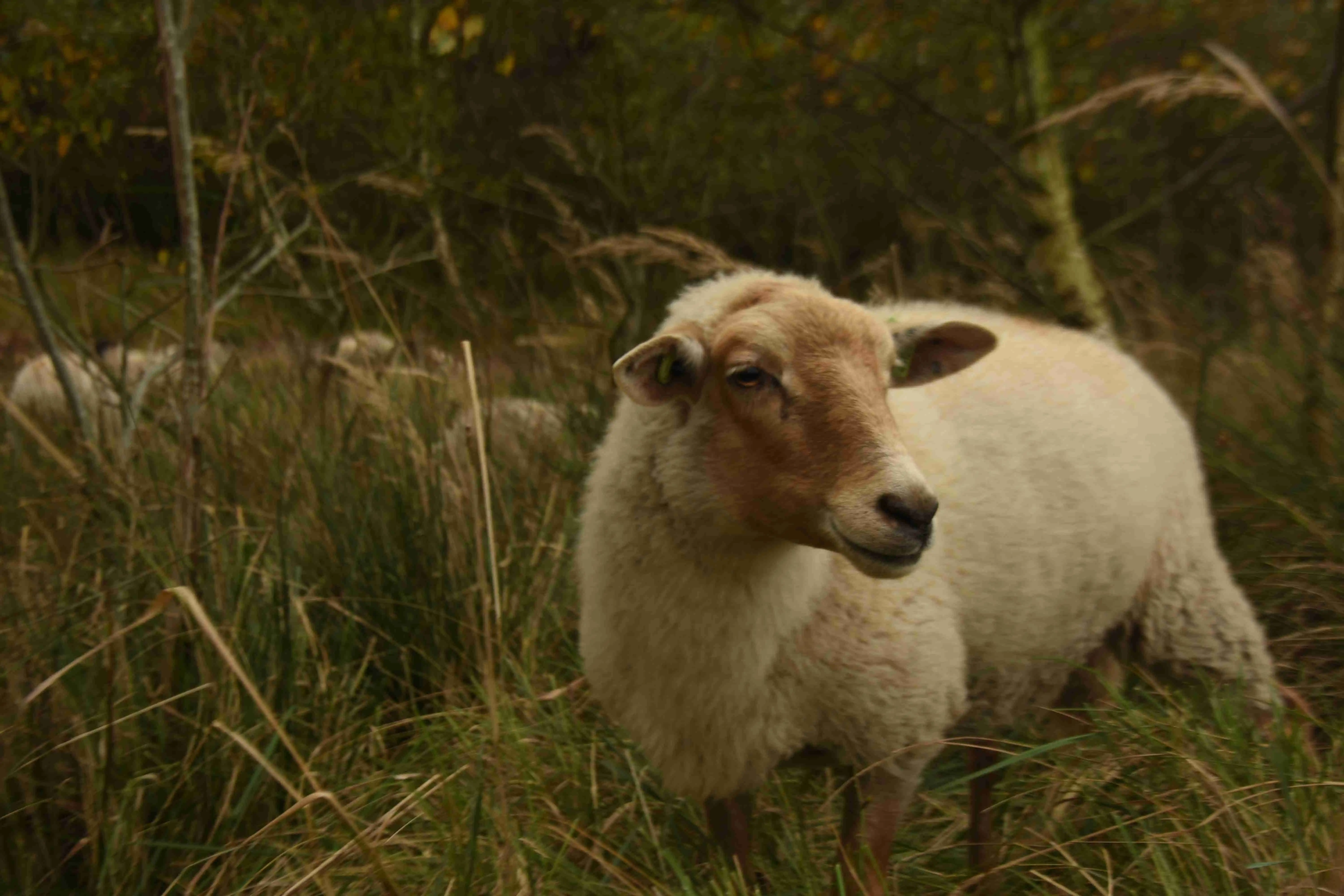 Sheep portrait pt. 4