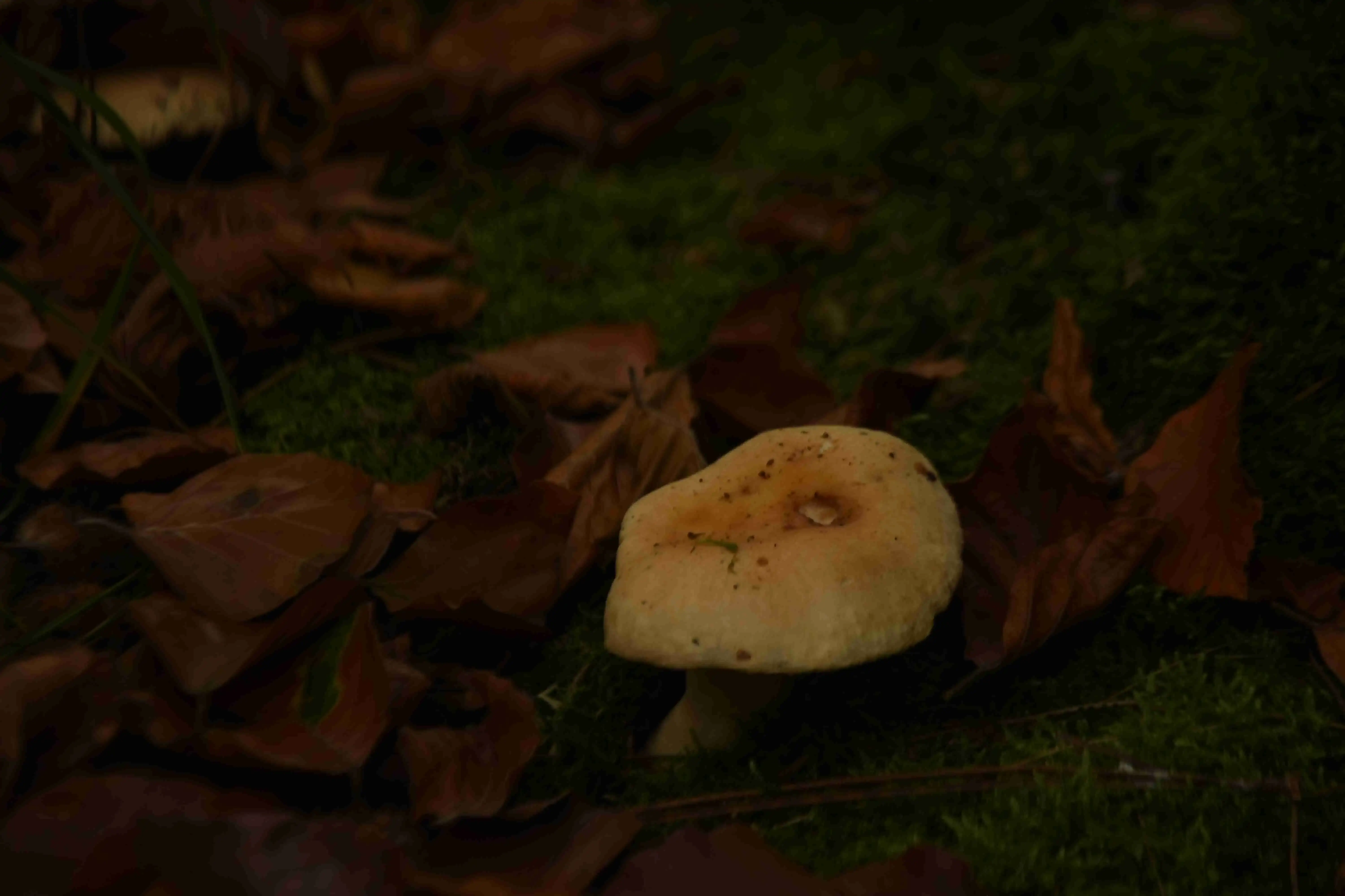 Closer look to mushroom.