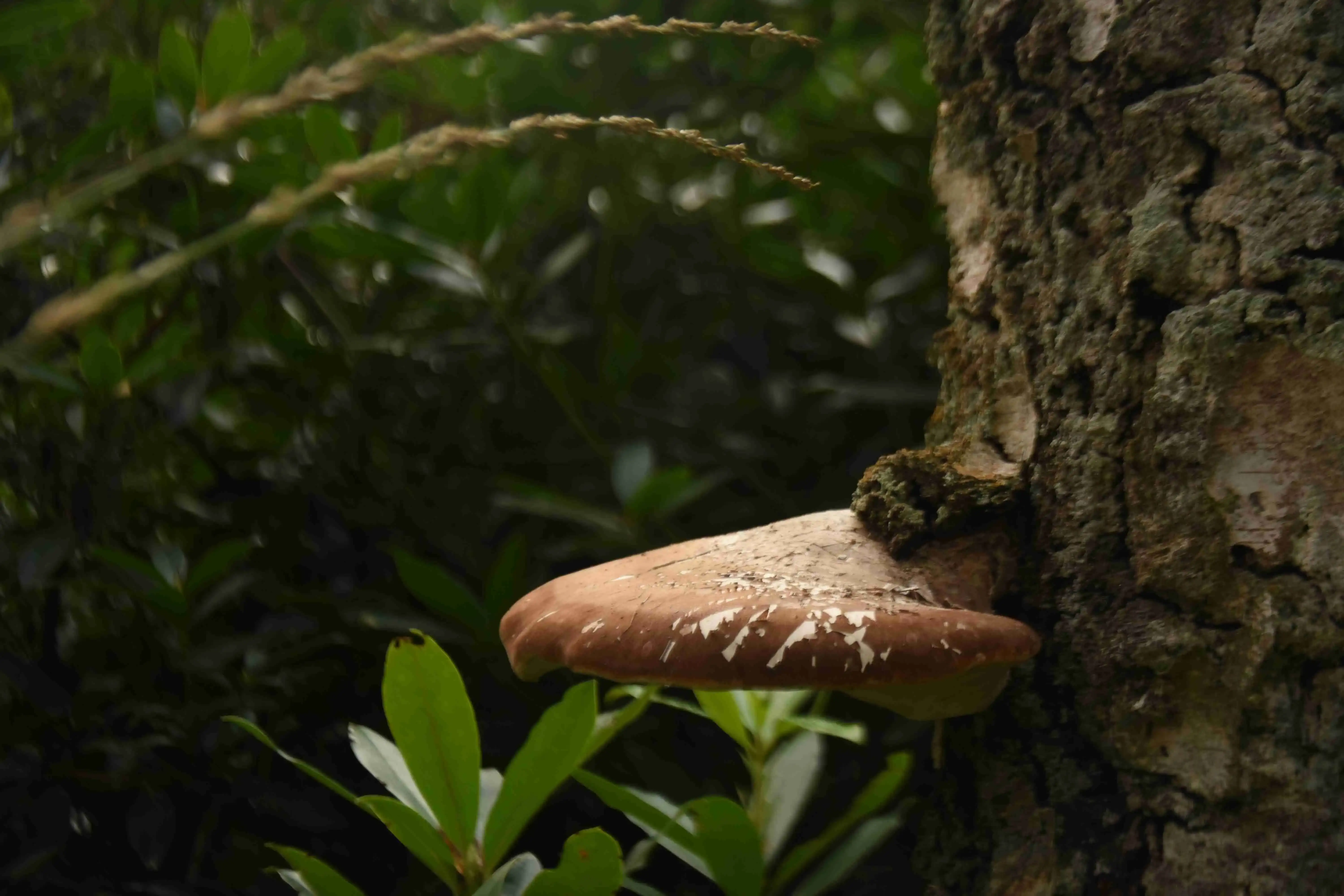 Mushroom grown on tree stem.