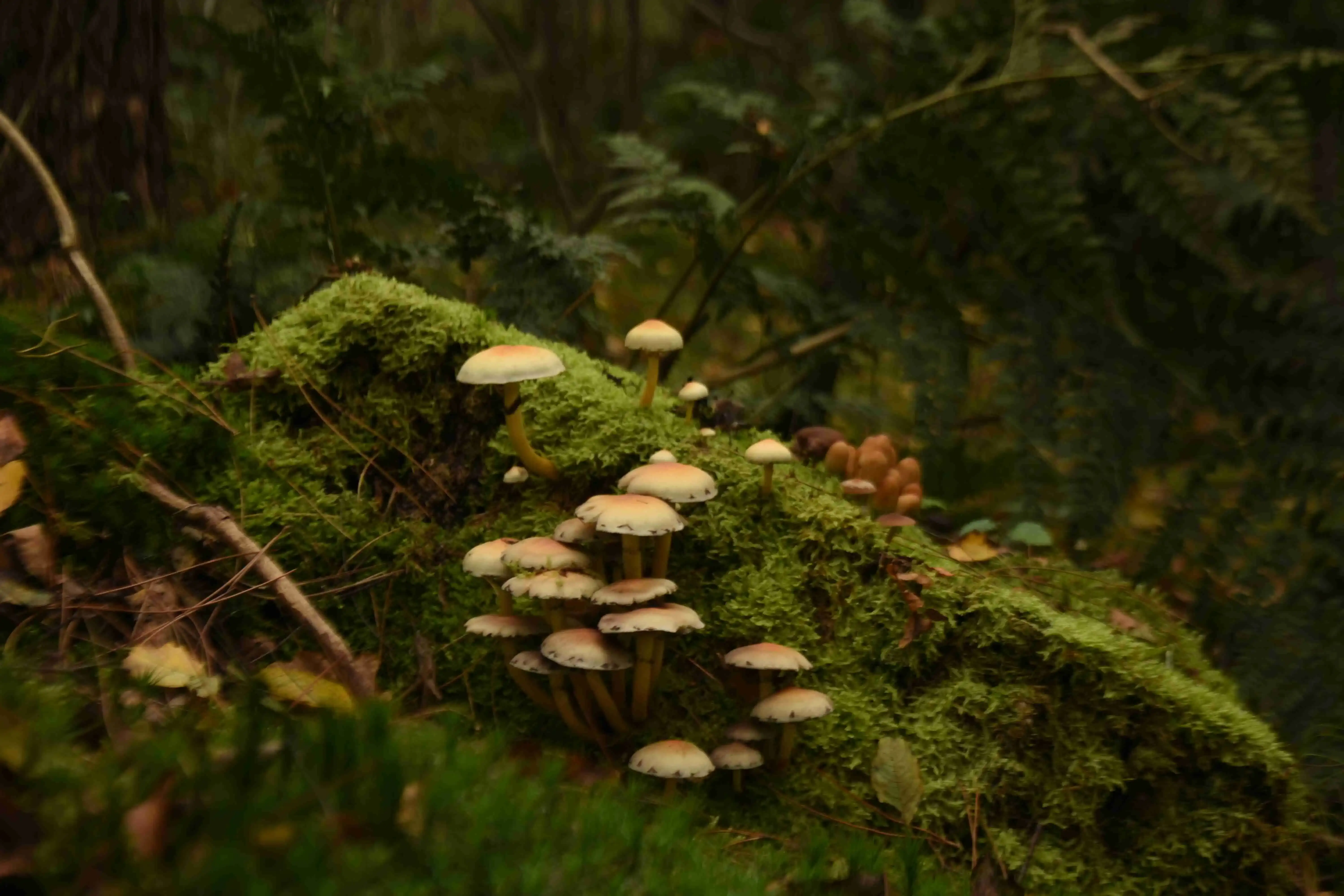 The main image, serveral mushroom in mossy enviroment with great lightning.