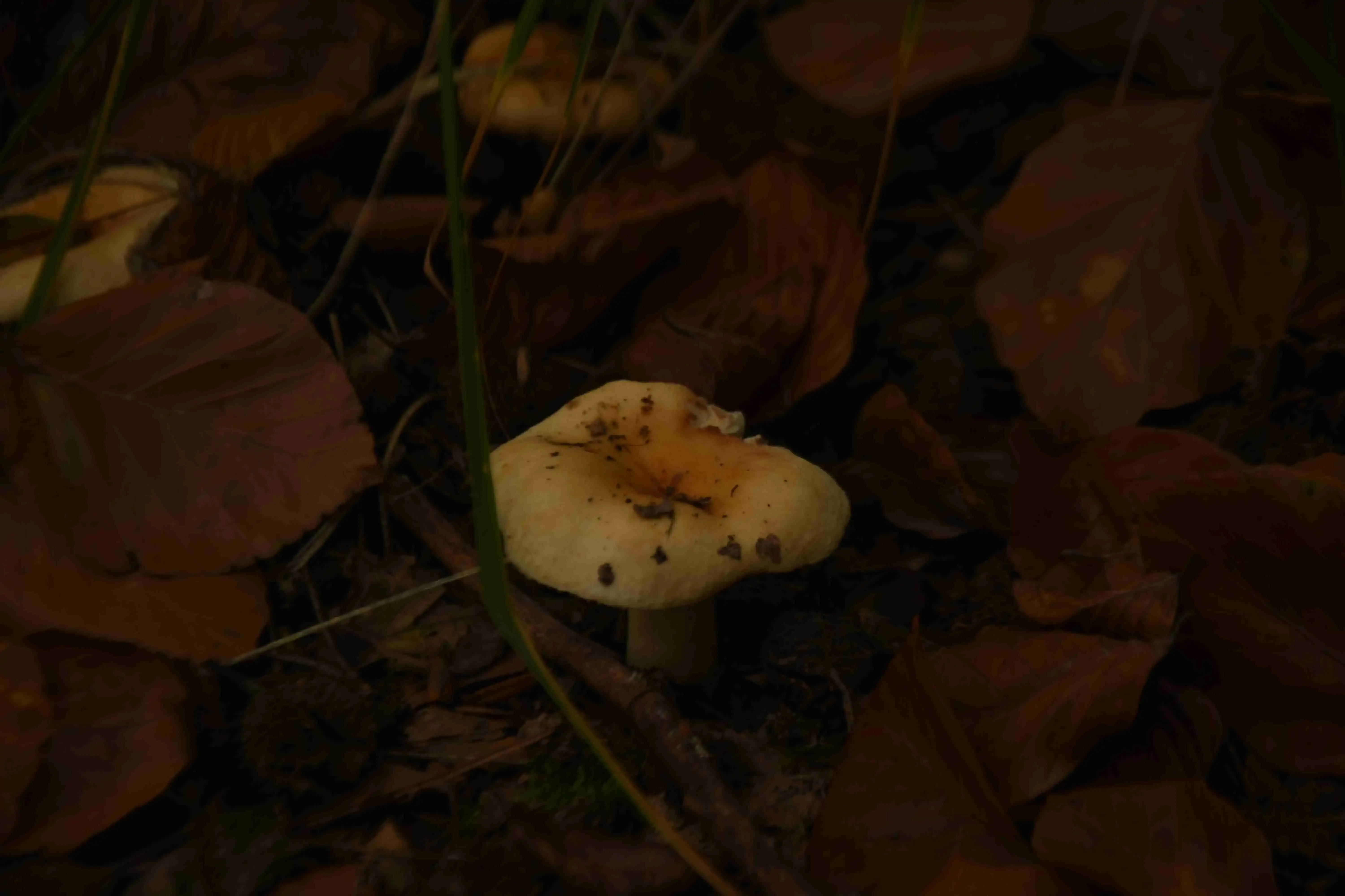 Another close look to the mushroom, but from an different composition.