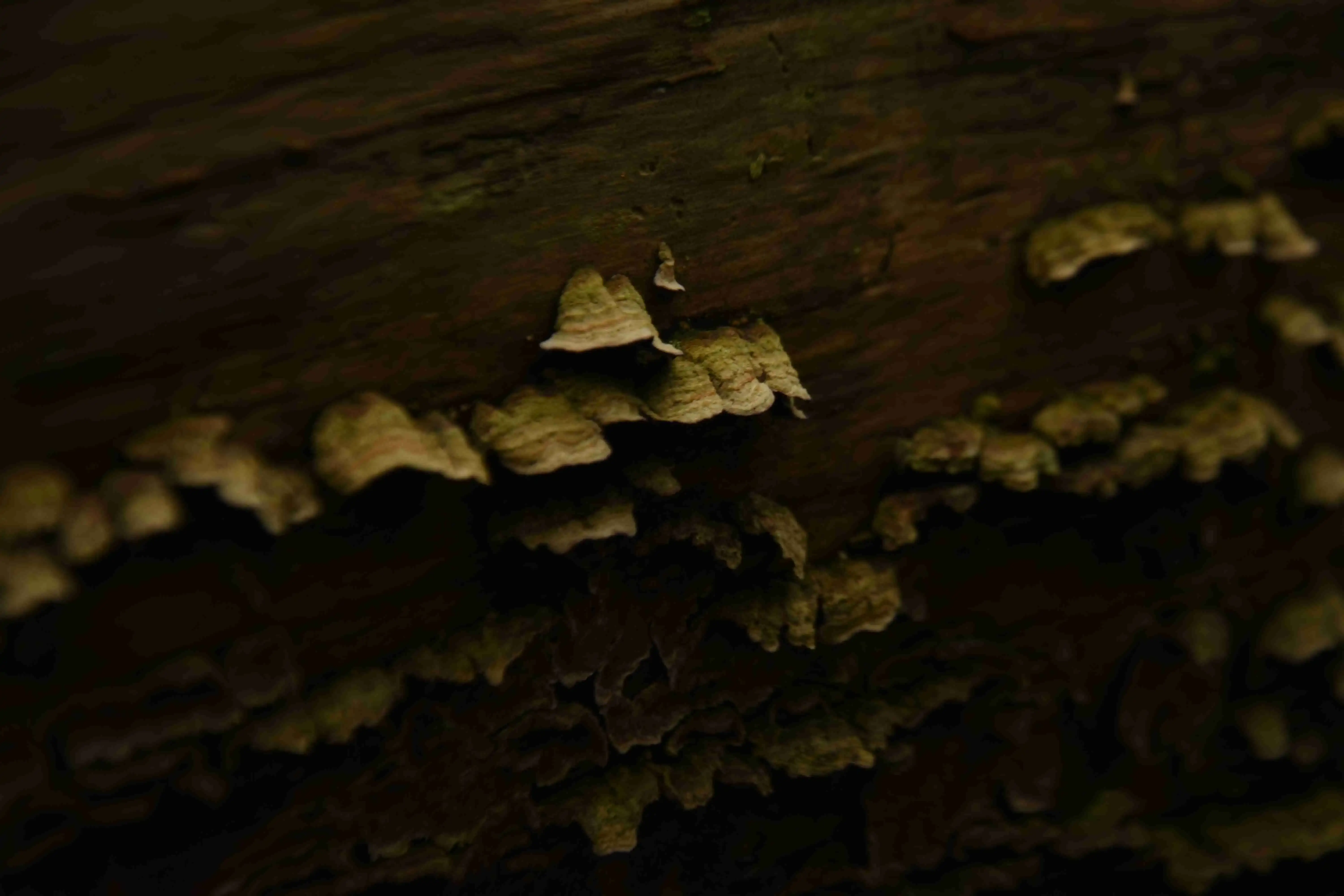 Serveral mushrooms attached to treestem