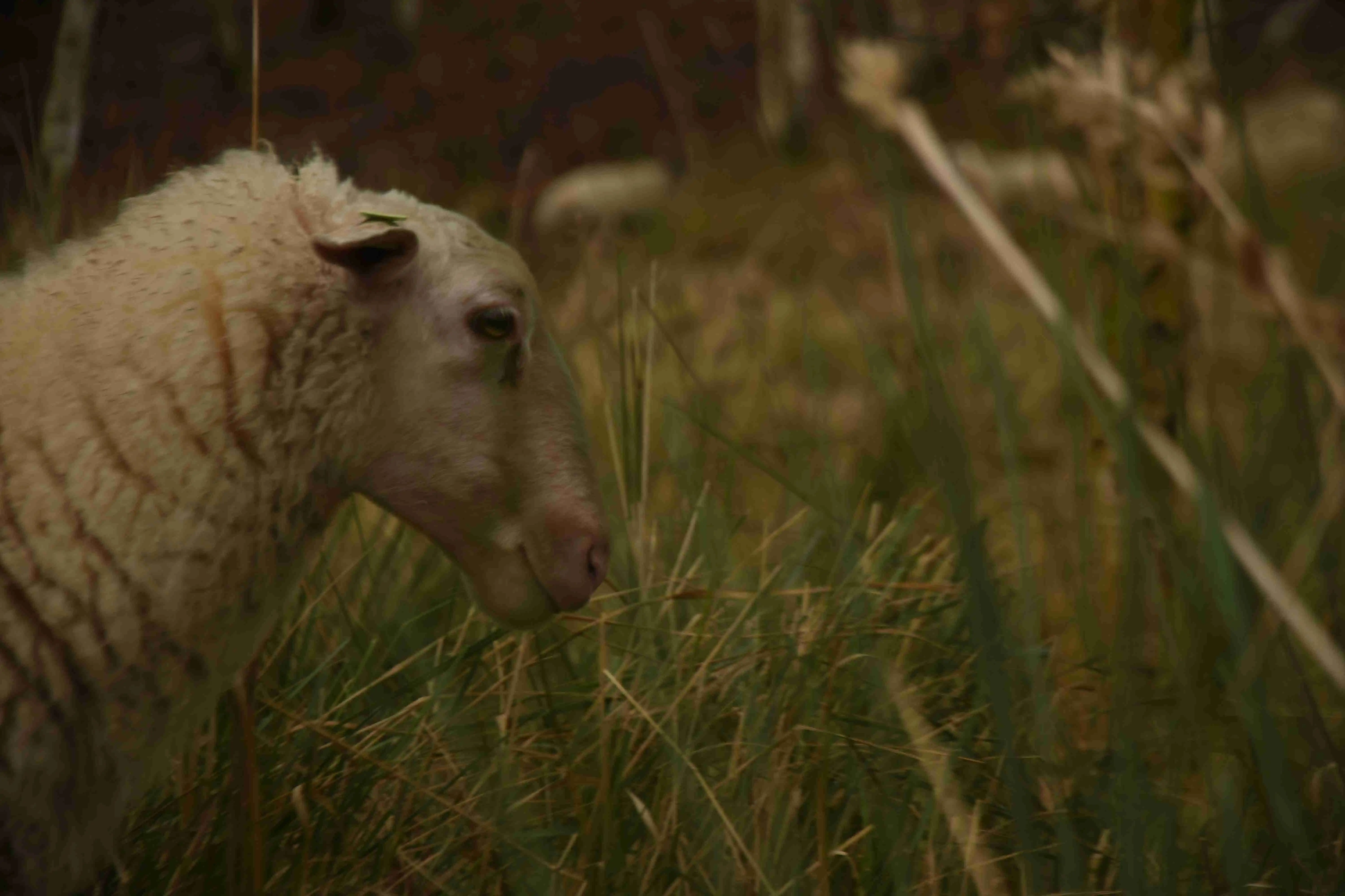 Sheep portrait pt. 1: Picture from a sheep, with a nice depth.