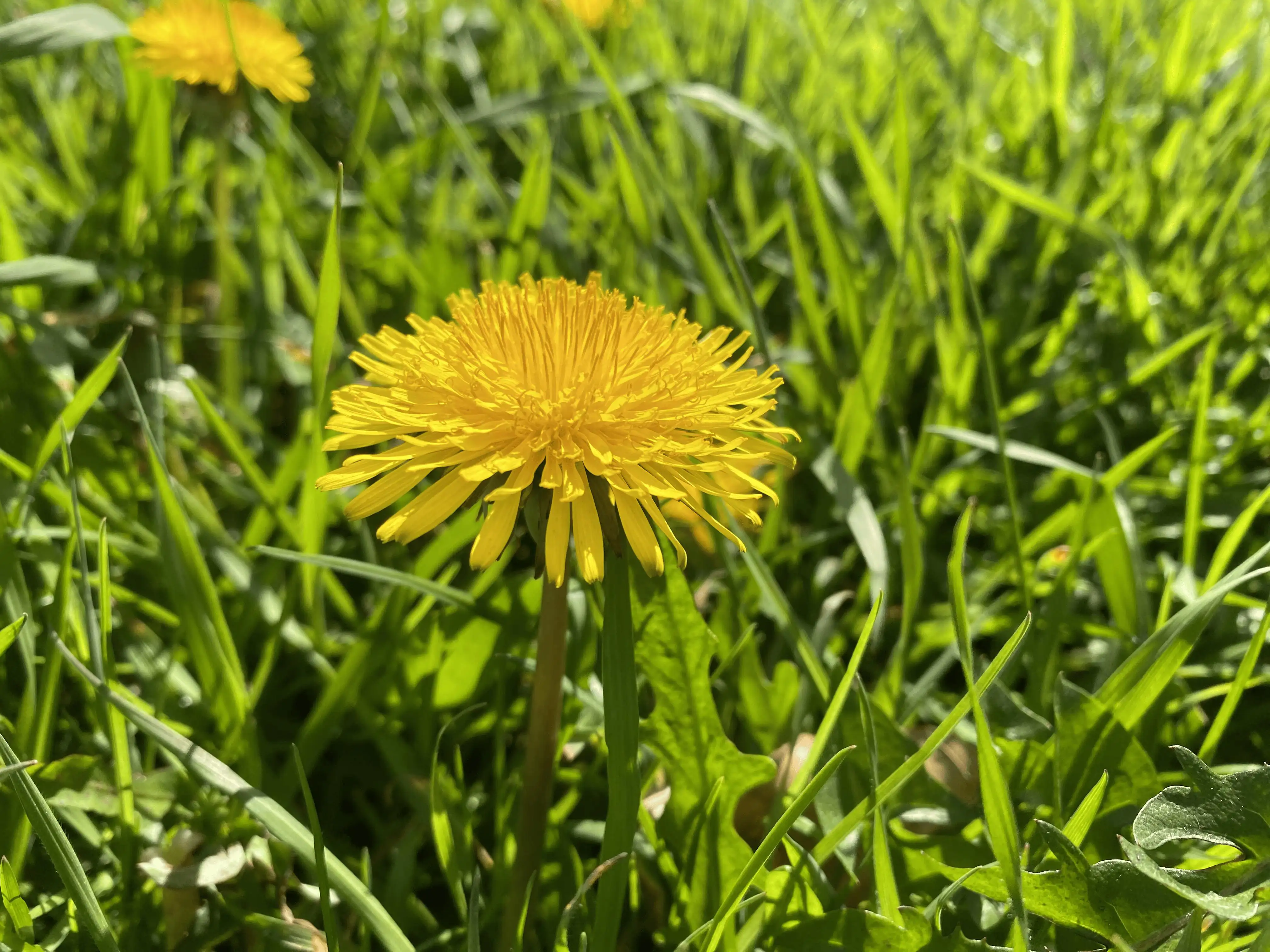 A close look of the dandelion alone .