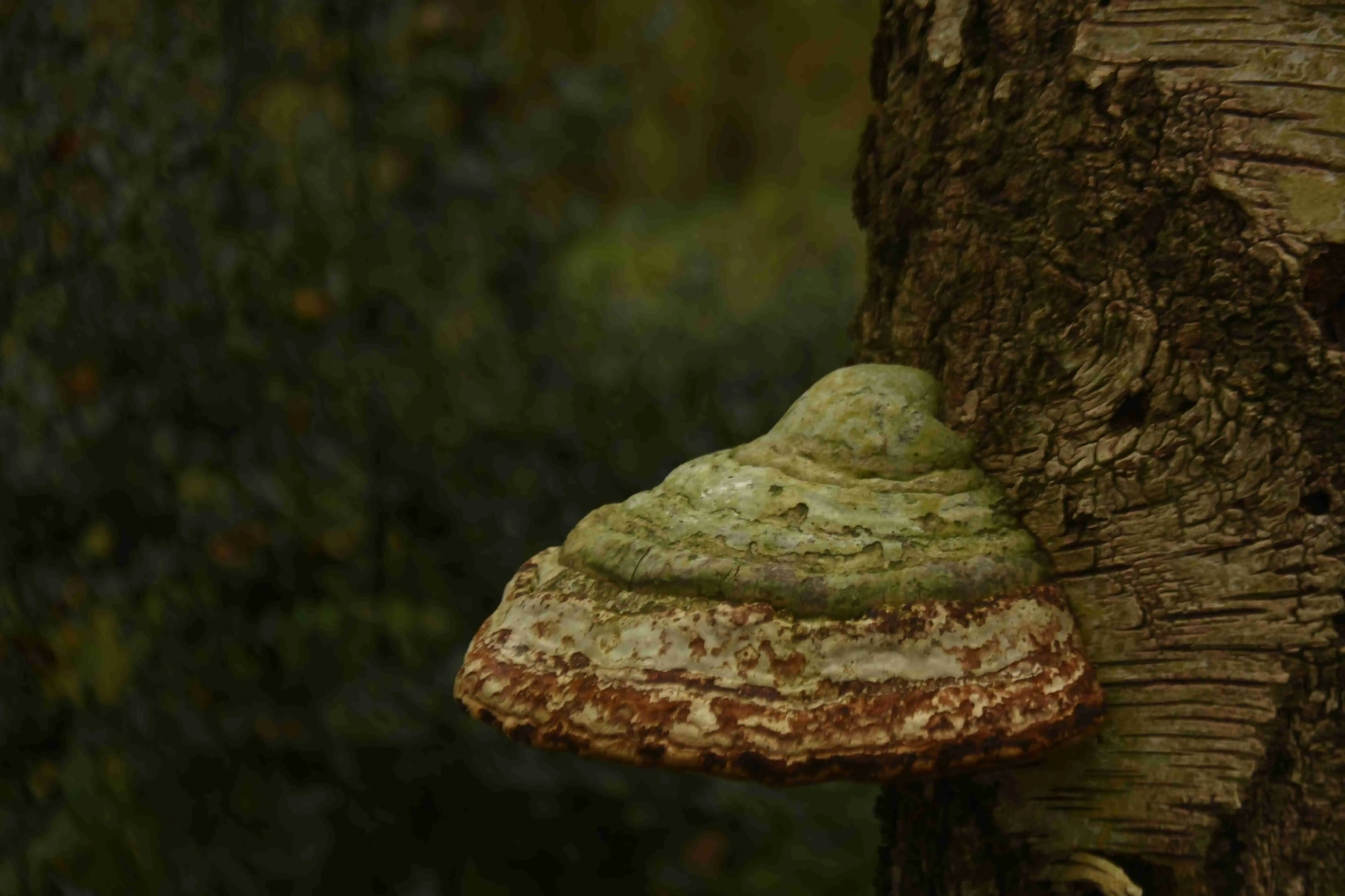 A more green-ish mushroom grown on a tree.