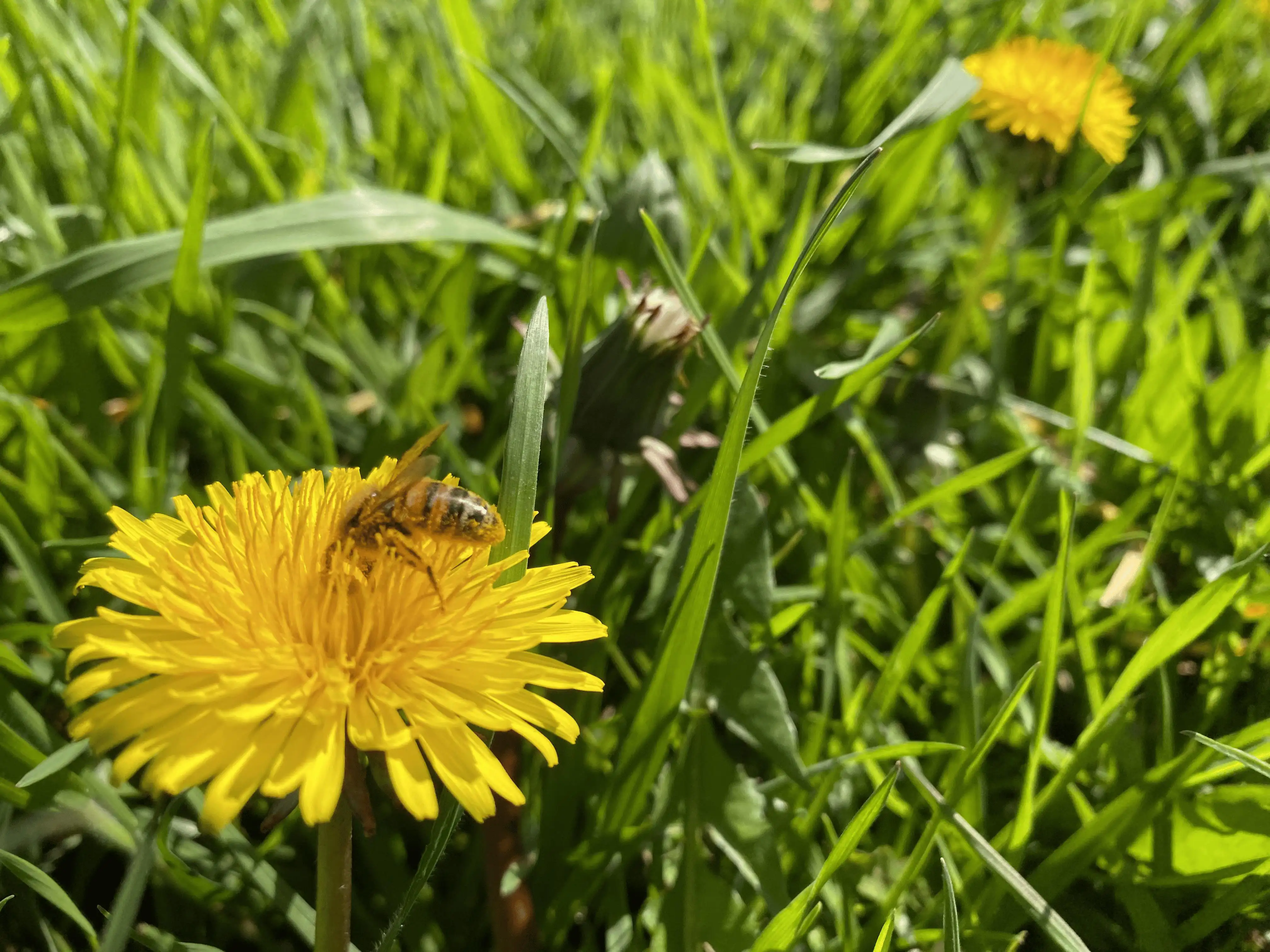 Bee on the flower itself (a bit less sharp).