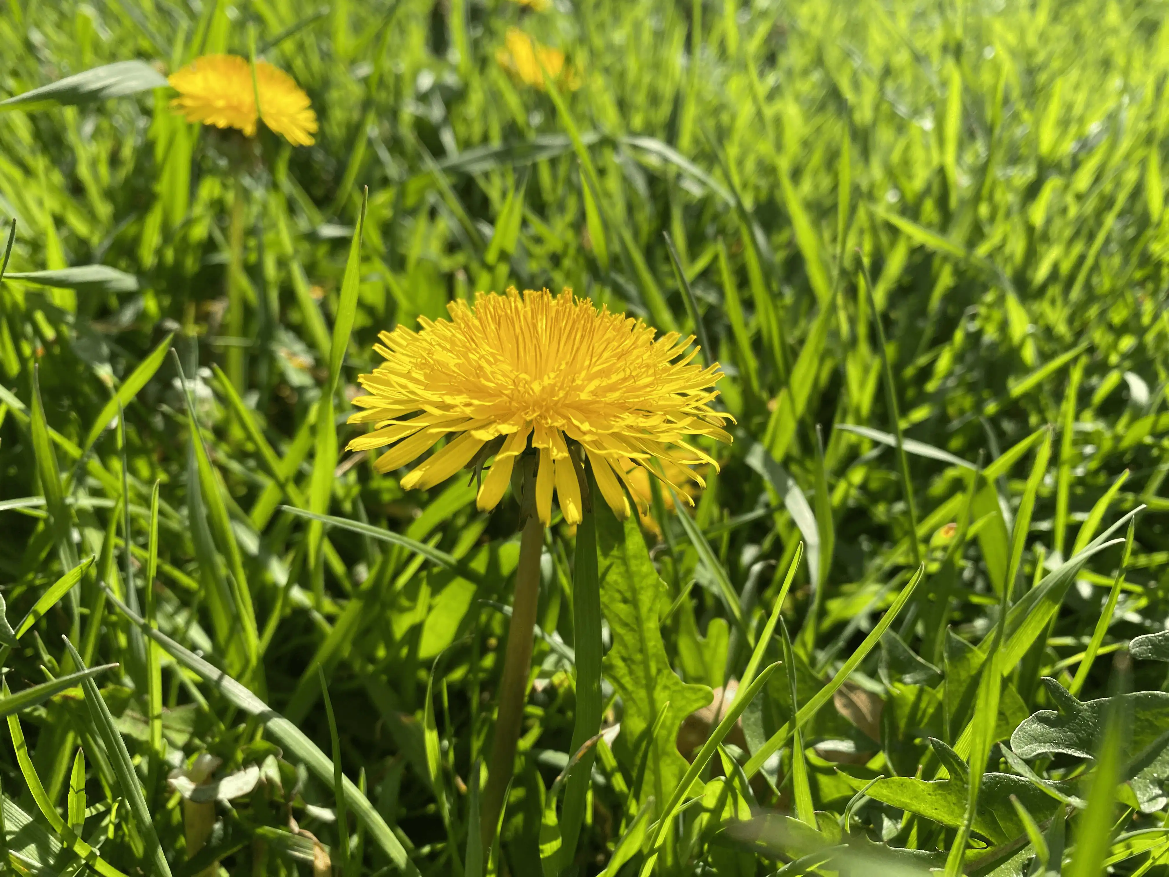 Another close look of the flower.