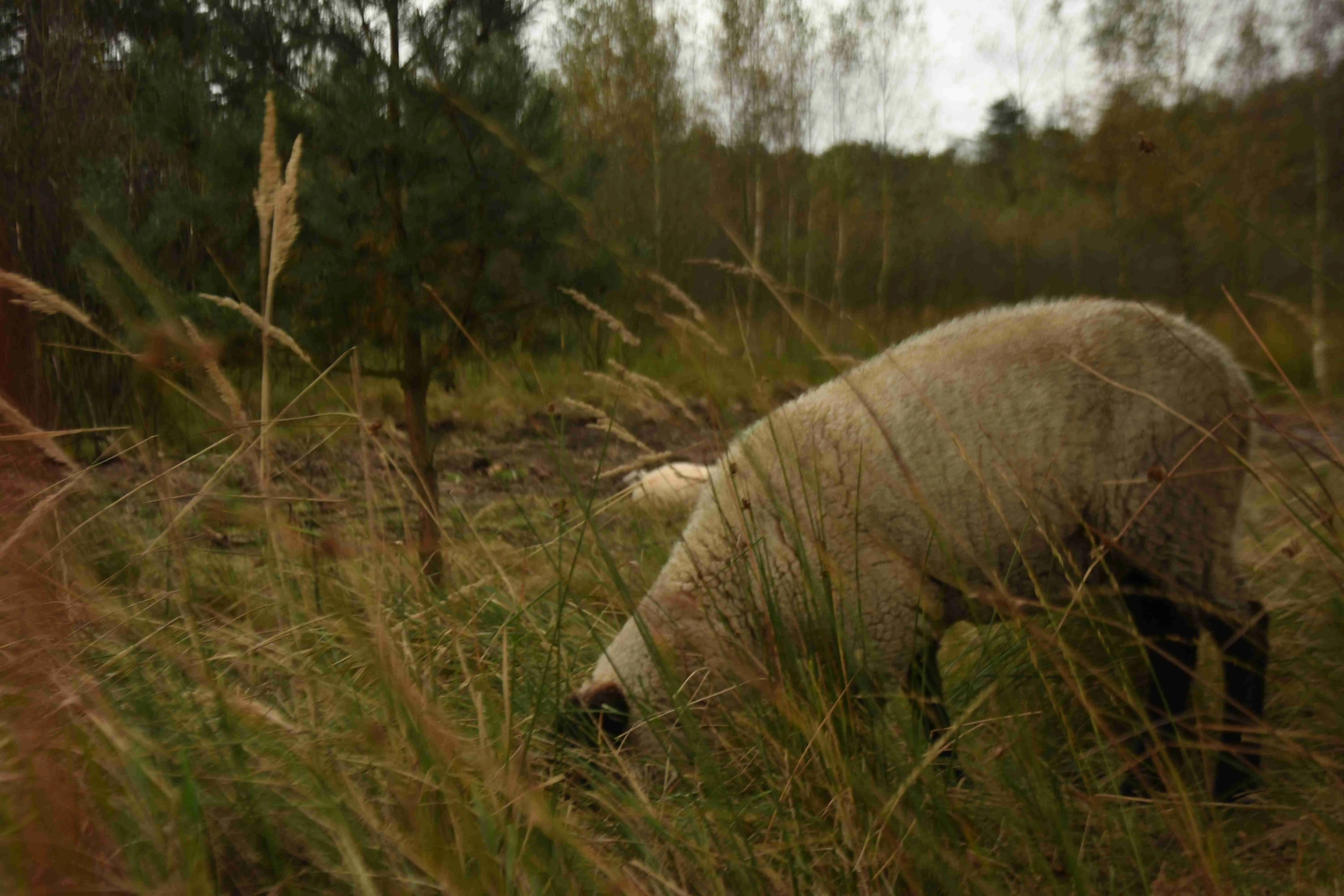 A grazing sheep from close by, but with a foreground consisting of some grass pt. 2.