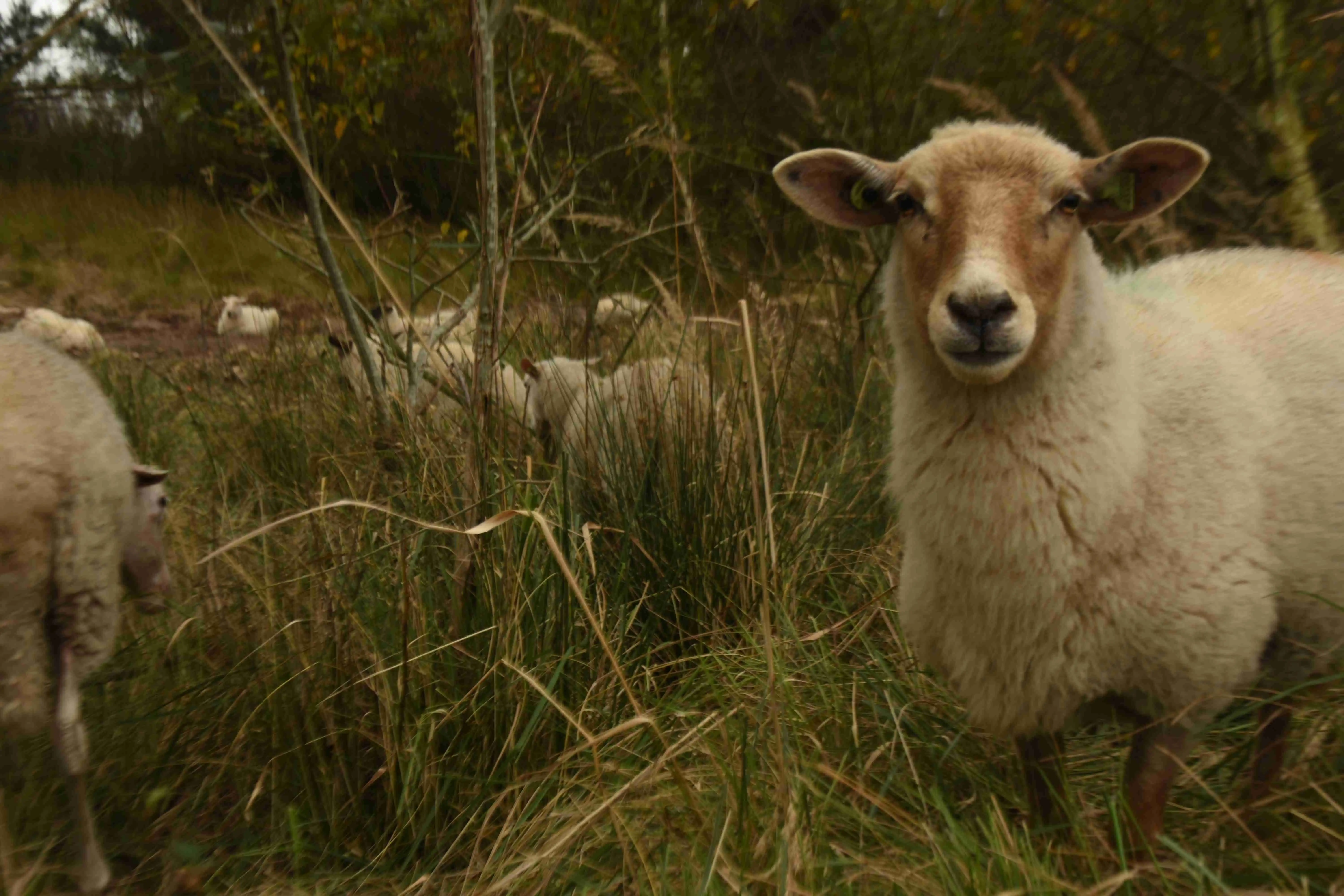 Sheep portrait pt. 2