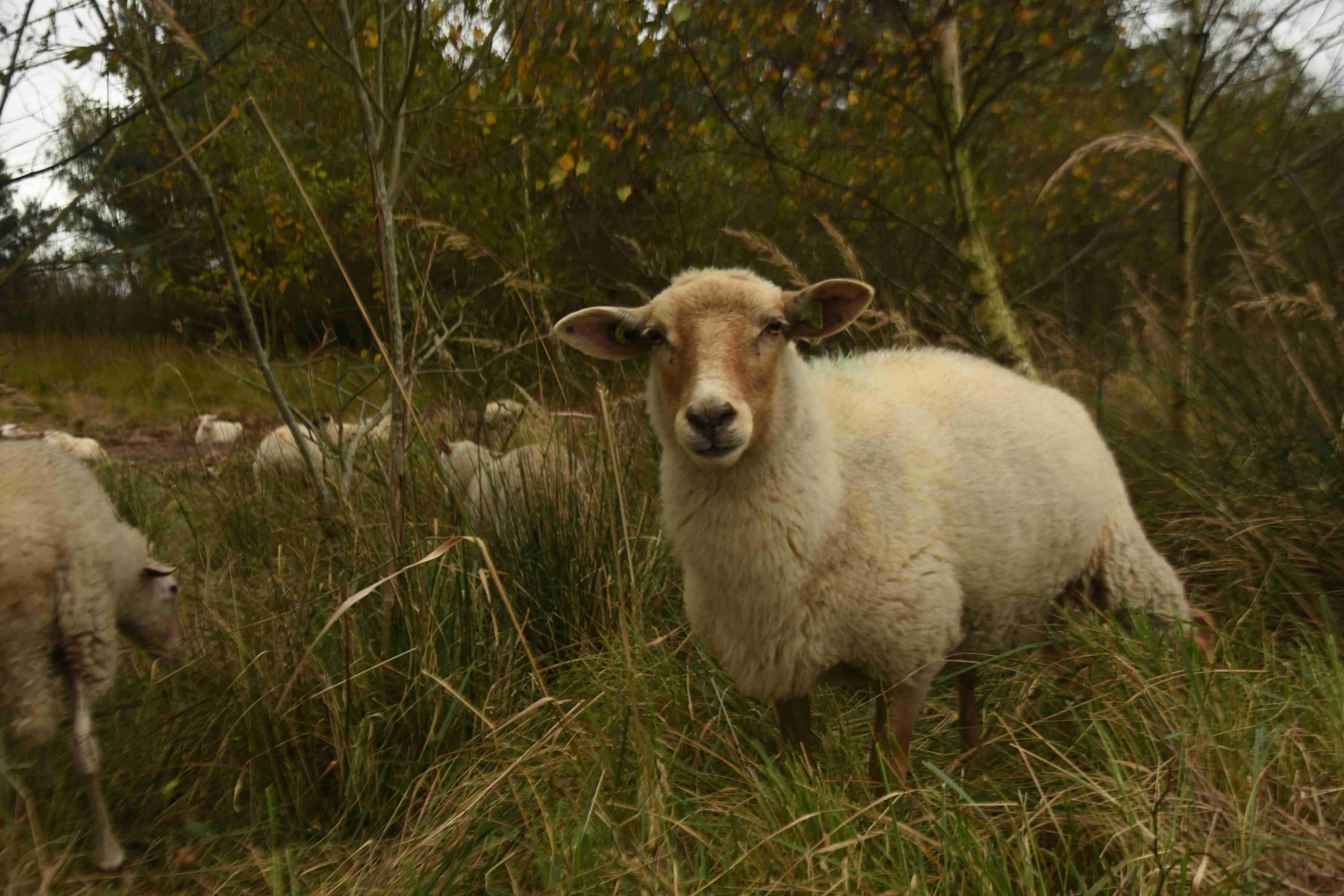 Sheep portrait pt. 3