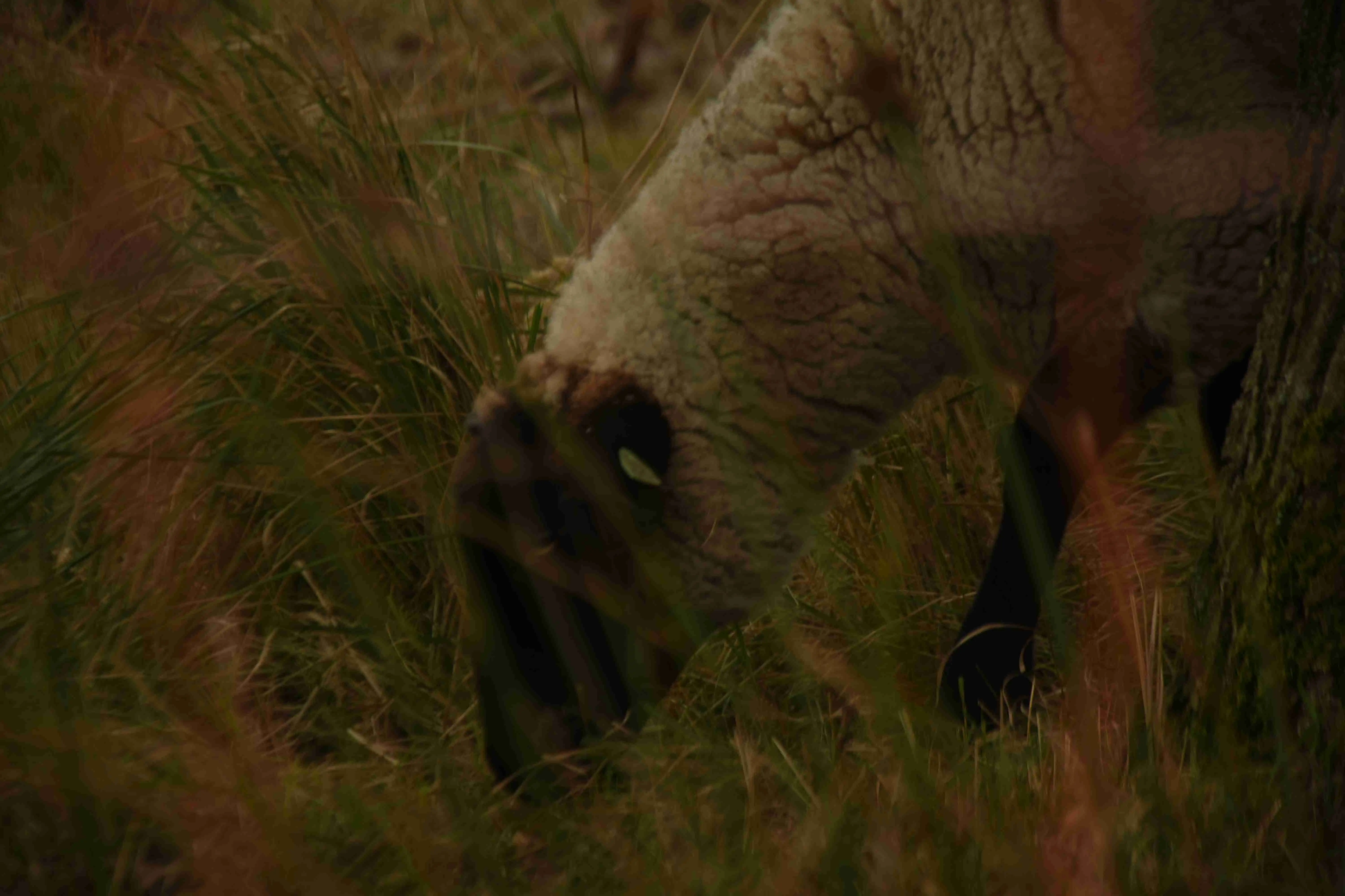 A grazing sheep from close by, but with a foreground consisting of some grass.